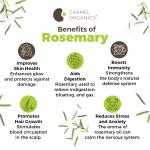 CARMEL ORGANICS Rosemary Leaves (100 Gram) With Spray Bottle GROCERY