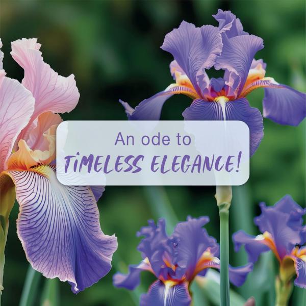 Secret Temptation Te Amo Pearl No Gas Deo Body Spray, Long Lasting Dodorant for Women, 120ml grocery